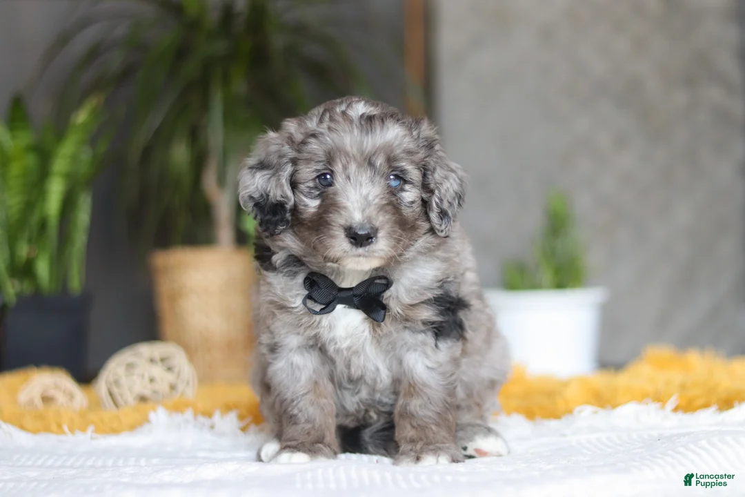 Mixed Breed dogs for sale: Summit - Ad 1