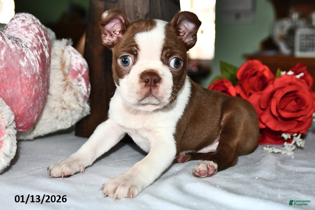 Boston Terrier dogs for sale: King - Ad 1