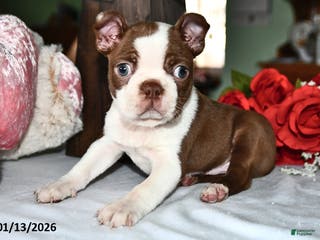 Boston Terrier dogs King - Ad 42