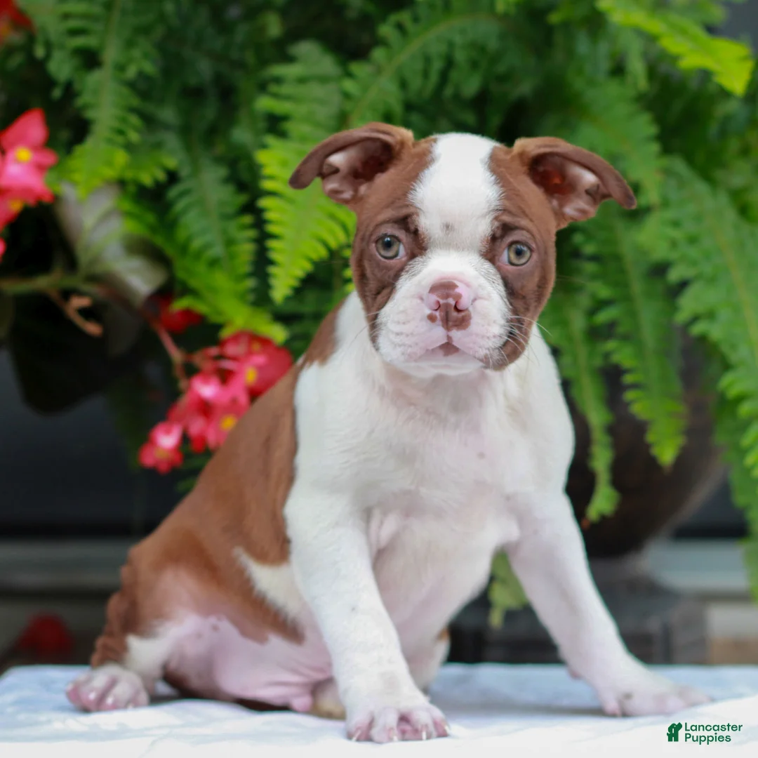 Boston Terrier dogs for sale: Buddy  - Ad 1