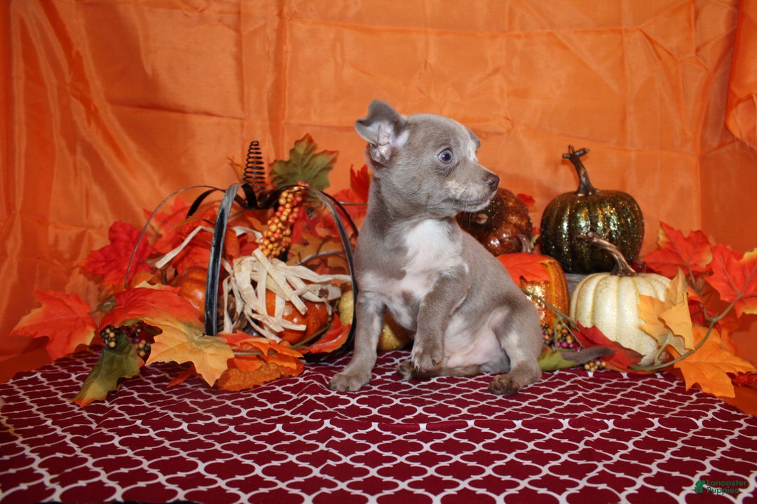 Chihuahua dogs for sale: Finnick - Ad 8