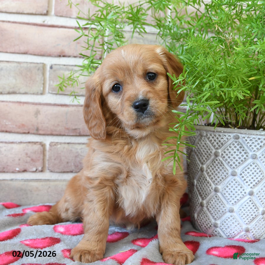 Miniature Golden Retriever dogs Sweetheart - Ad 8