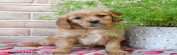 Miniature Golden Retriever dogs for sale: Sweetheart - Ad 1