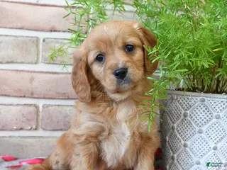 Miniature Golden Retriever dogs Sweetheart - Ad 9