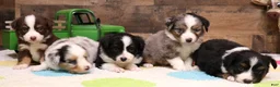 Toy Australian Shepherd dogs for sale: Candy blue merle  - Ad 4