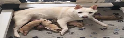 Shiba Inu dogs for sale: Shiba Inu Puppy 2 - Ad 3