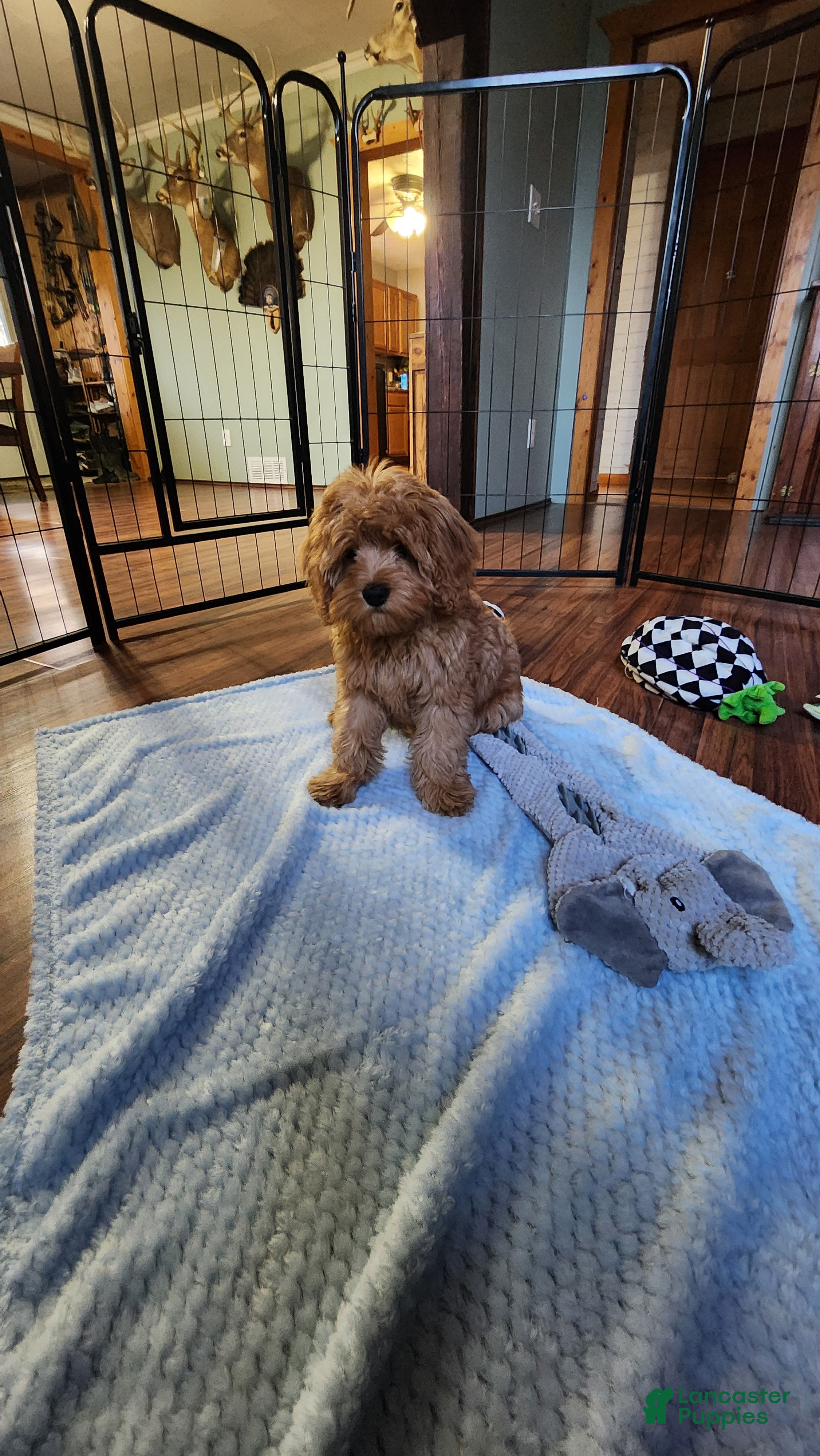 Cavapoo dogs Hershey - Ad 1