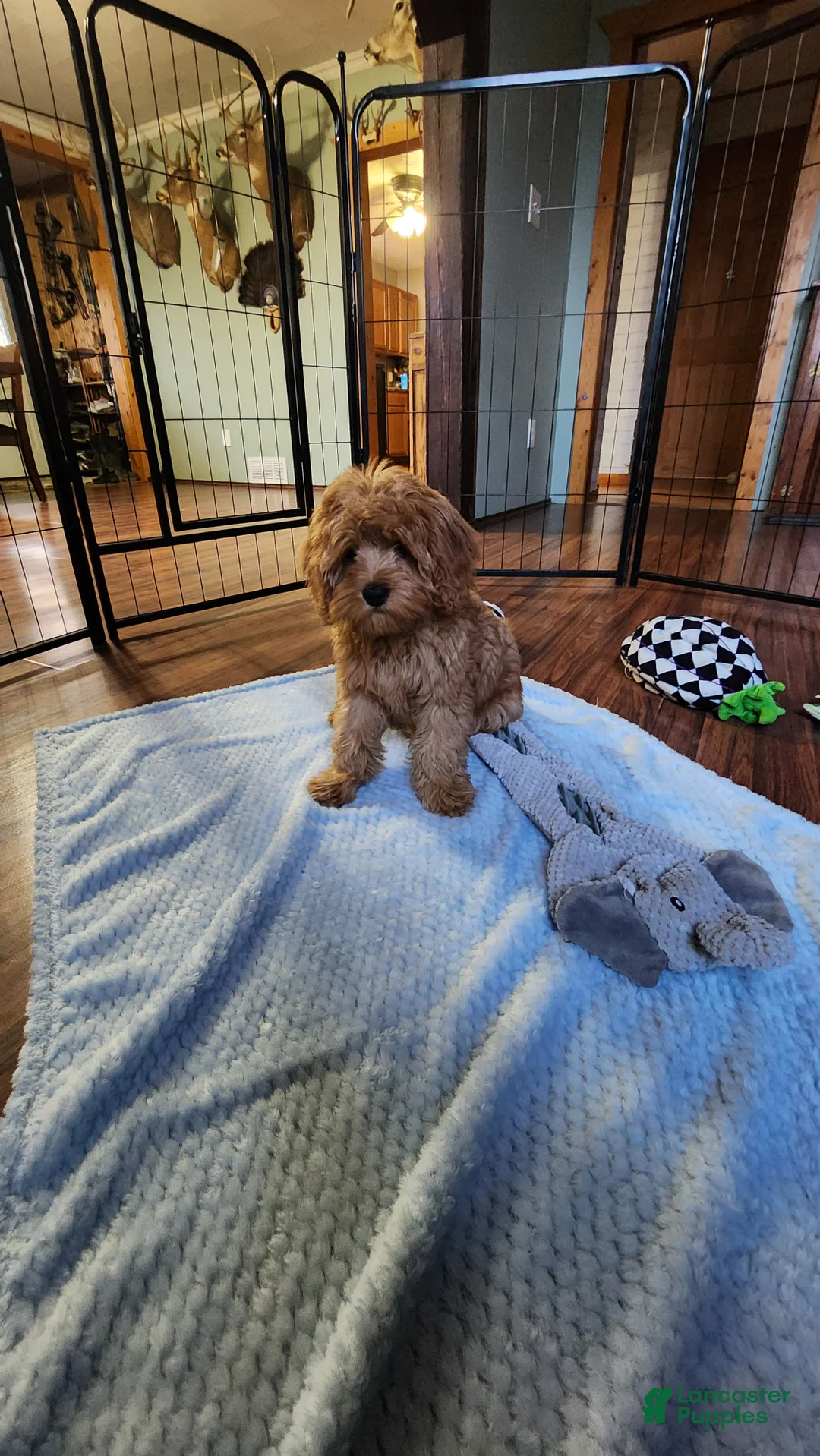 Cavapoo dogs for sale: Hershey - Ad 1