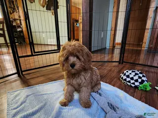 Cavapoo dogs for sale: Hershey - Ad 3