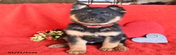 German Shepherd dogs for sale: Jack  - Ad 4