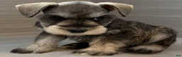 Miniature Schnauzer dogs for sale: Harmony - Ad 6