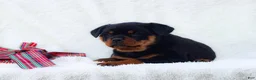 Rottweiler dogs for sale: Tara - Ad 2