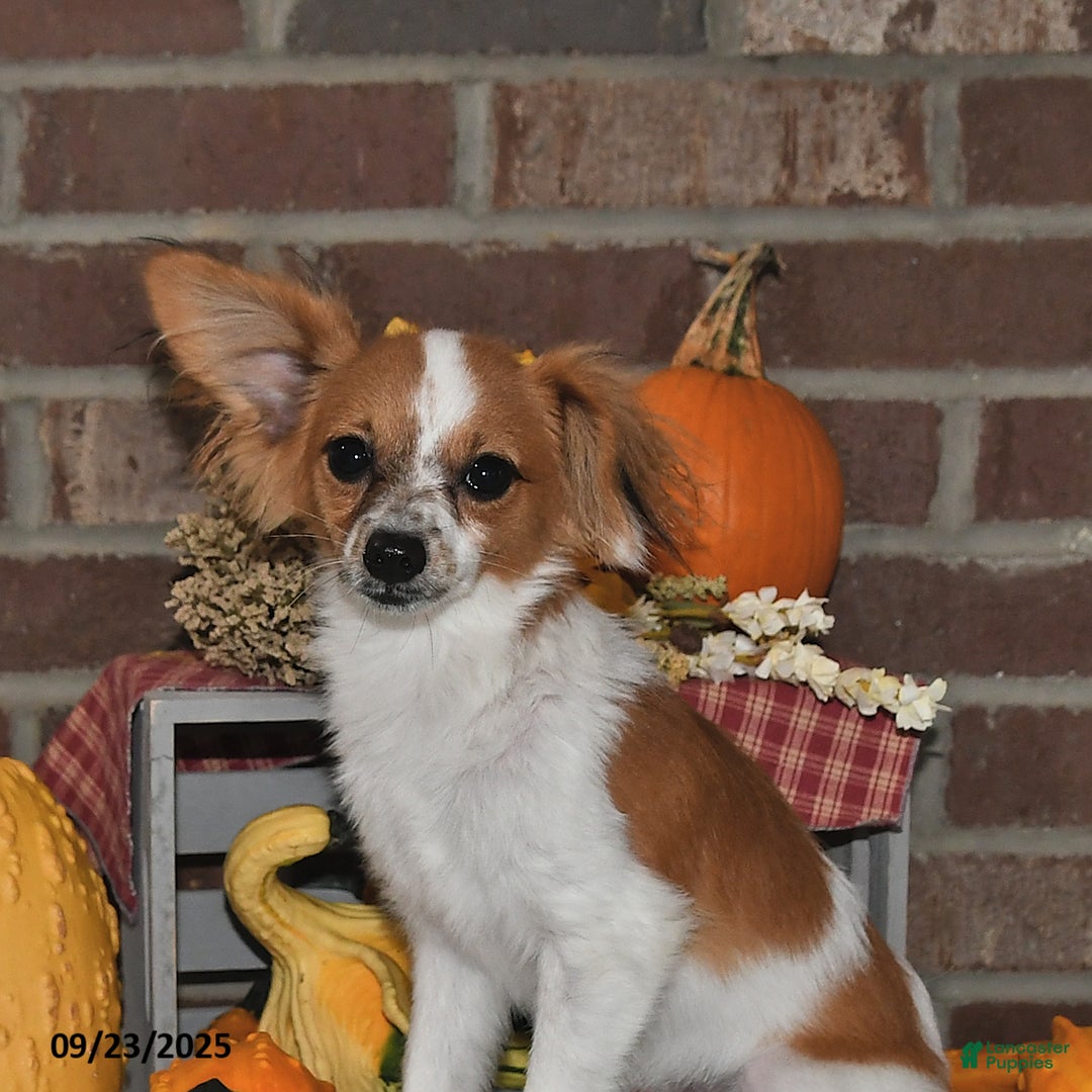 Papillon dogs for sale: Alex - Ad 8