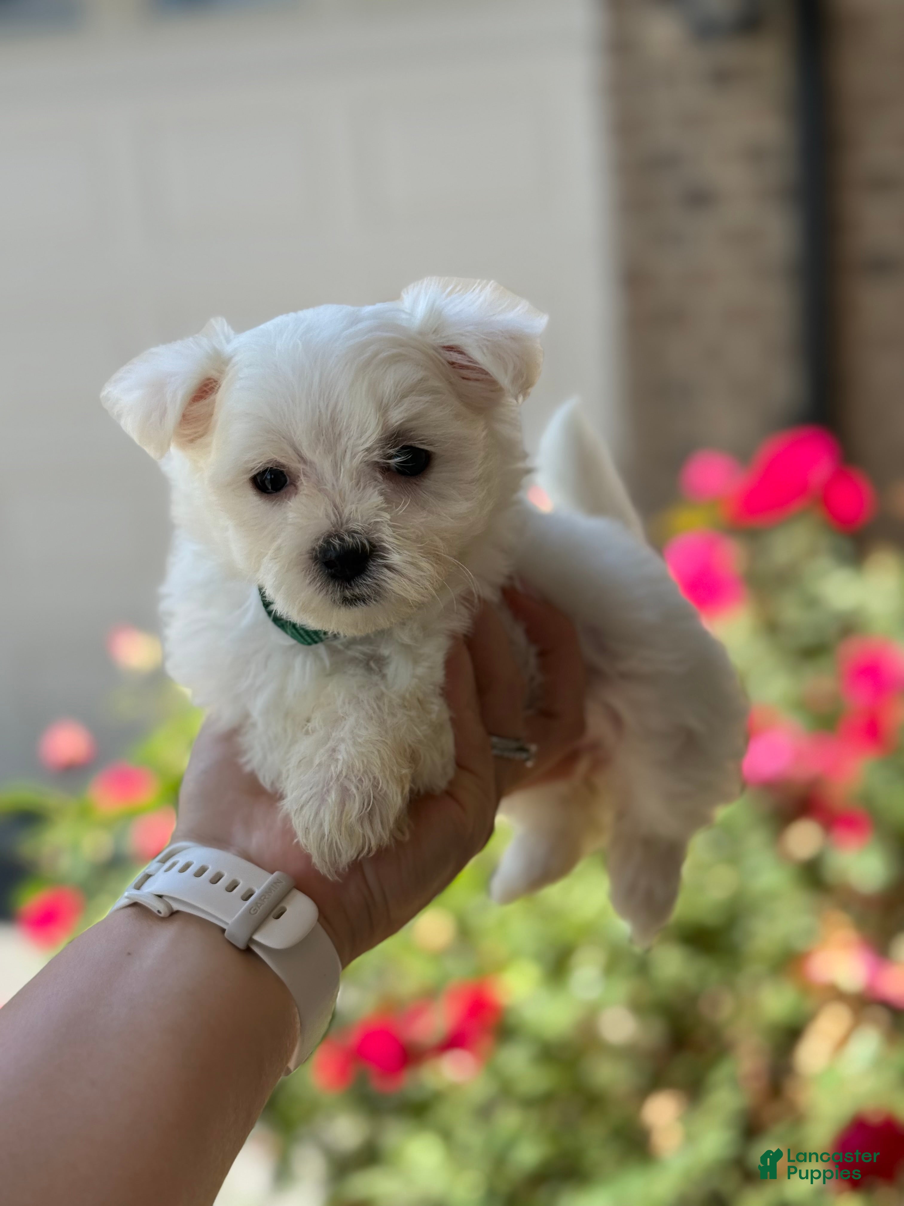 Maltese dogs Bella Maltese 3 - Ad 2
