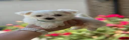 Maltese dogs for sale: Bella Maltese 3 - Ad 2