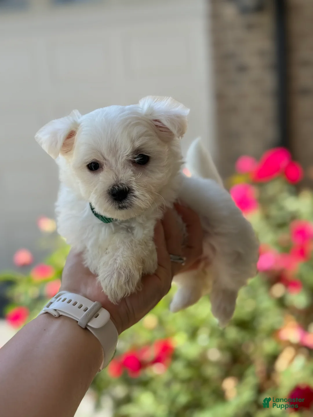 Maltese dogs for sale: Bella Maltese 3 - Ad 2