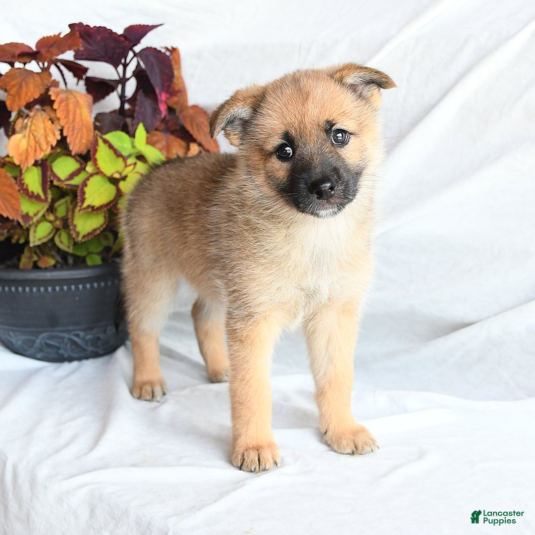 Mixed Breed dogs for sale: Tricky - Ad 11