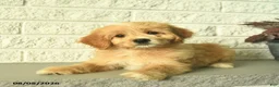 Mini Goldendoodle dogs for sale: Nellie  - Ad 4