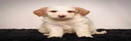 Mini Goldendoodle dogs for sale: Ms. Alice - Ad 9