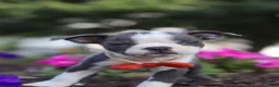 Boston Terrier dogs for sale: Bradie - Ad 8