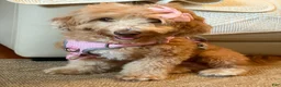 Goldendoodle dogs for sale: Saint Anne - Ad 2