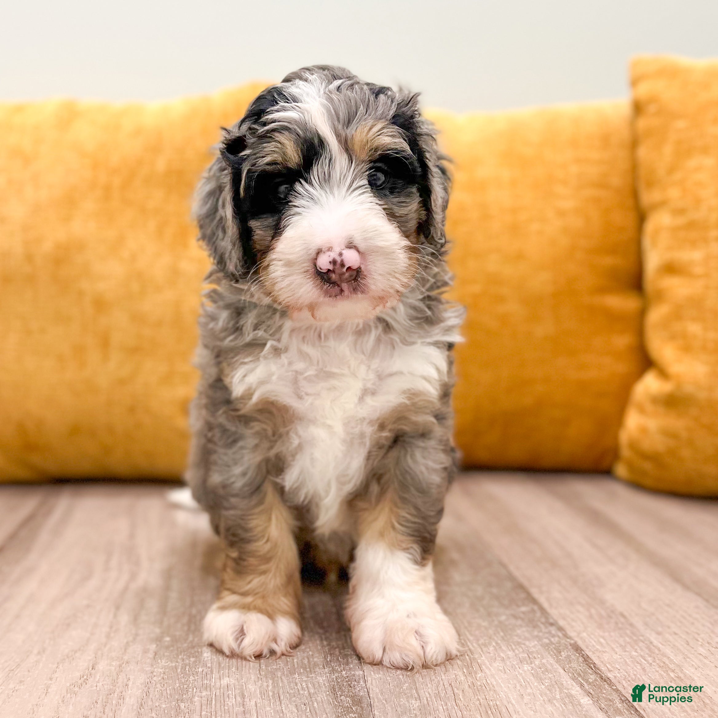 Mini Bernedoodle dogs Aspen - Ad 2