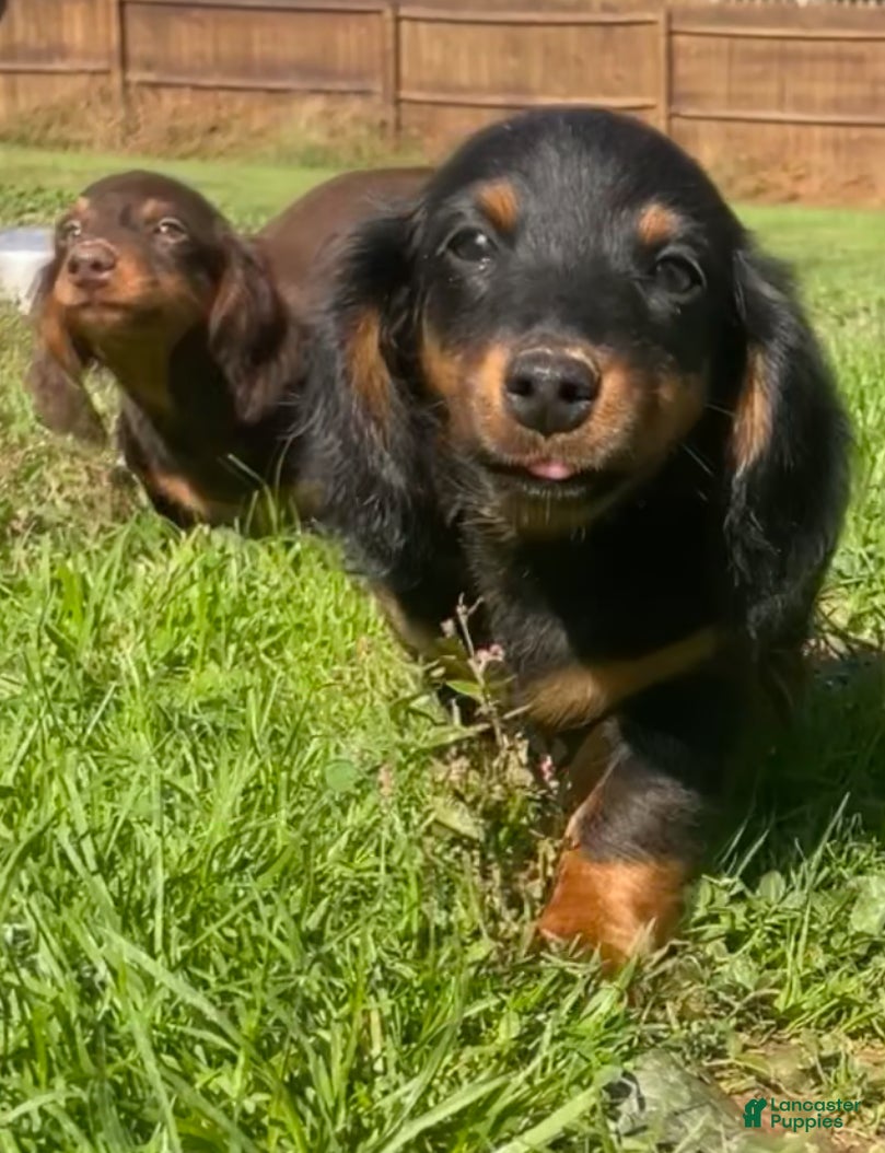 Miniature Dachshund dogs Leo  - Ad 2