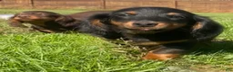 Miniature Dachshund dogs for sale: Leo  - Ad 2