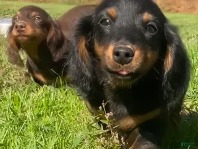 Miniature Dachshund dogs for sale: Leo - Ad 2