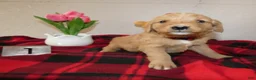 Mini Goldendoodle dogs for sale: Mini Goldendoodle Puppy 1 Ronnie - Ad 3