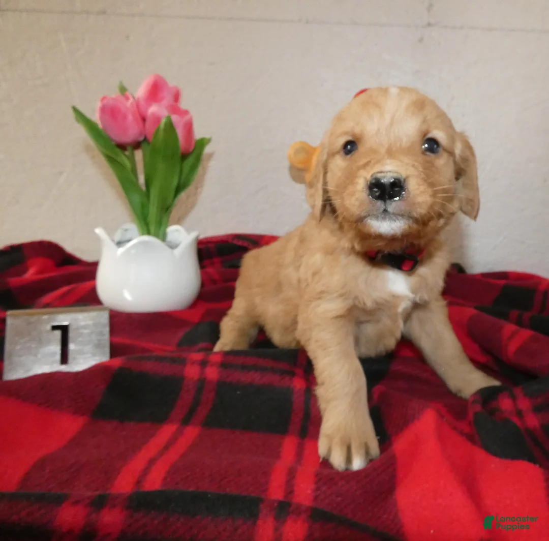 Mini Goldendoodle dogs for sale: Mini Goldendoodle Puppy 1 Ronnie - Ad 3