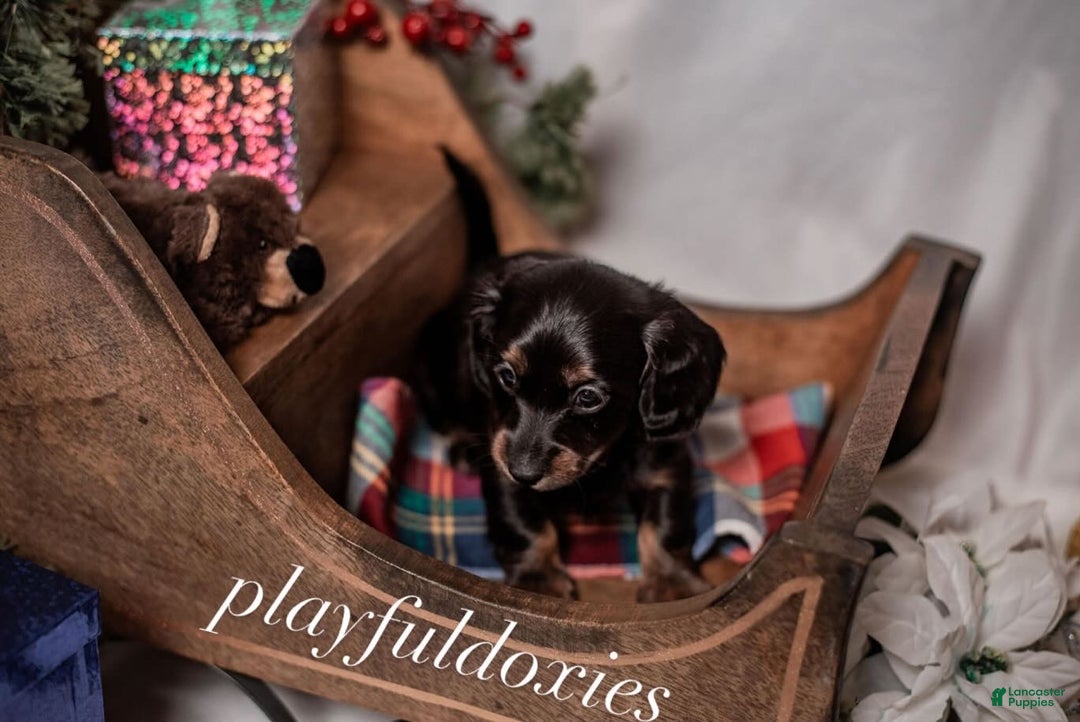 Miniature Dachshund dogs for sale: Yellow Collar Girl Dachshund Puppy  - Ad 3