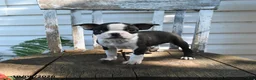 Boston Terrier dogs for sale: Cecil - Ad 3