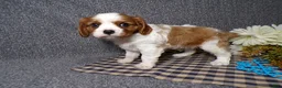 Cavalier King Charles Spaniel dogs for sale: Champ - Ad 4