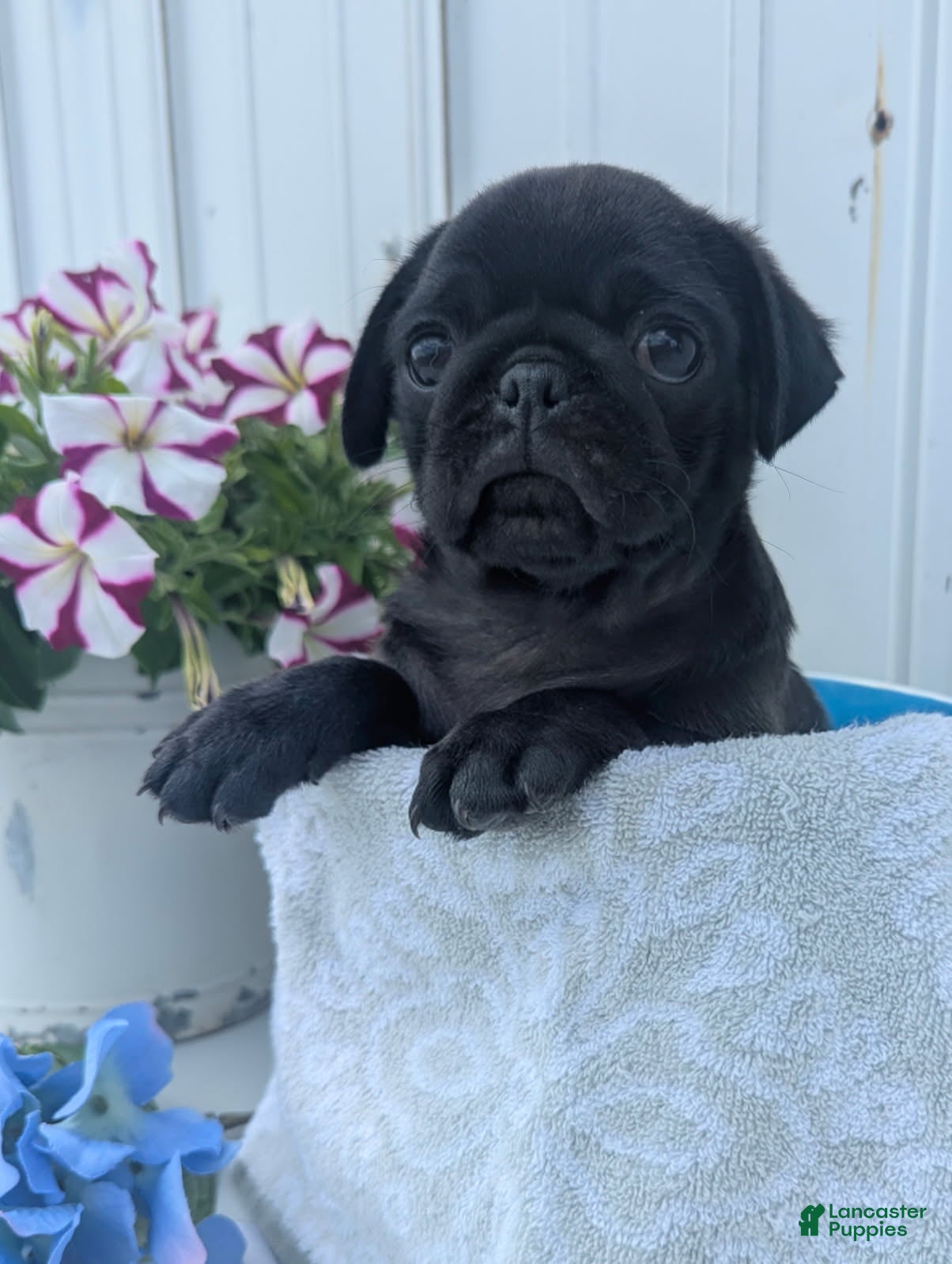 Pug dogs Ethan - Ad 1