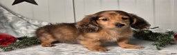 Miniature Dachshund dogs for sale: Shane - Ad 6