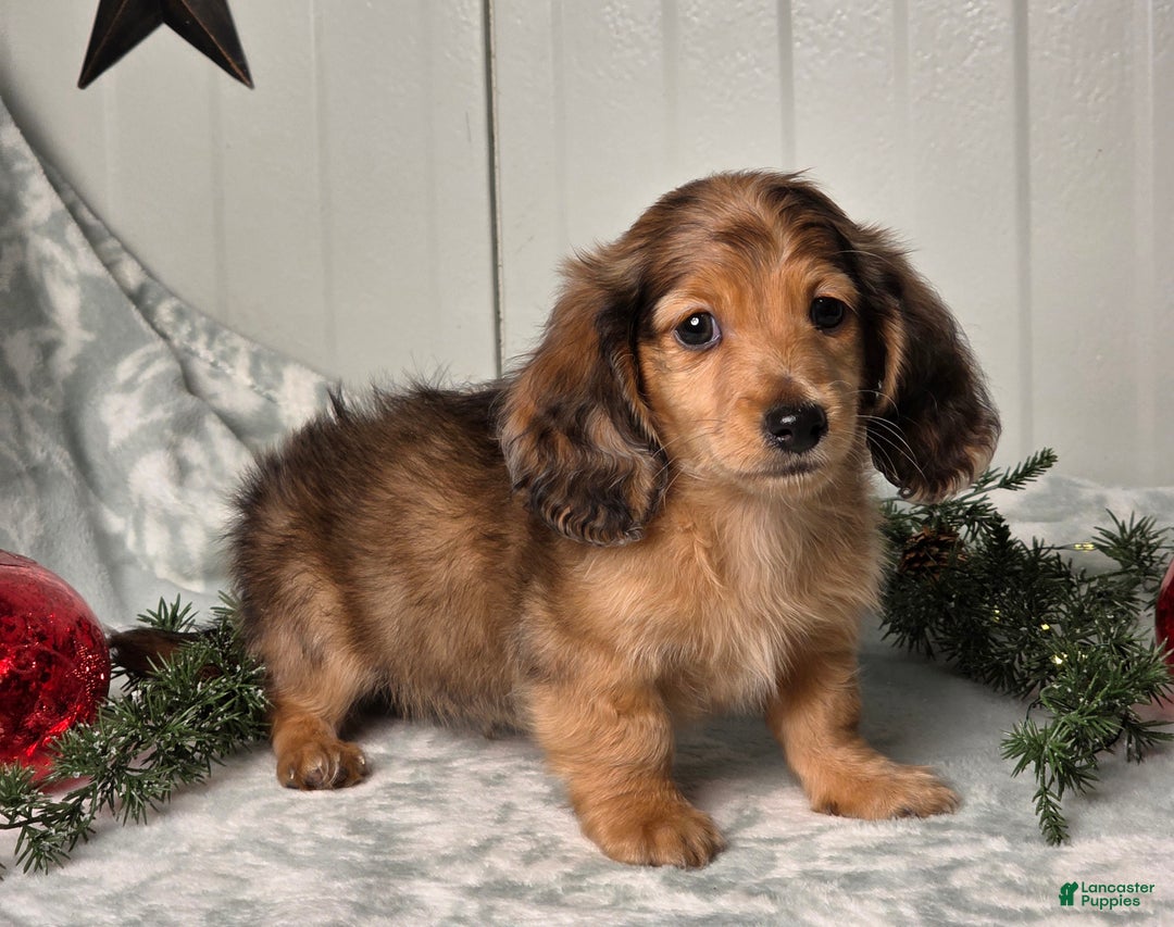 Miniature Dachshund dogs for sale: Shane - Ad 6