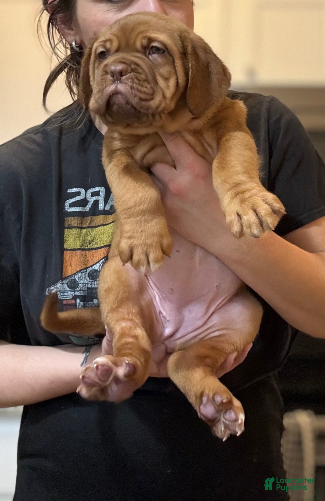 Dogue De Bordeaux dogs for sale: Dogue De Bordeaux Puppy 5 - Ad 9