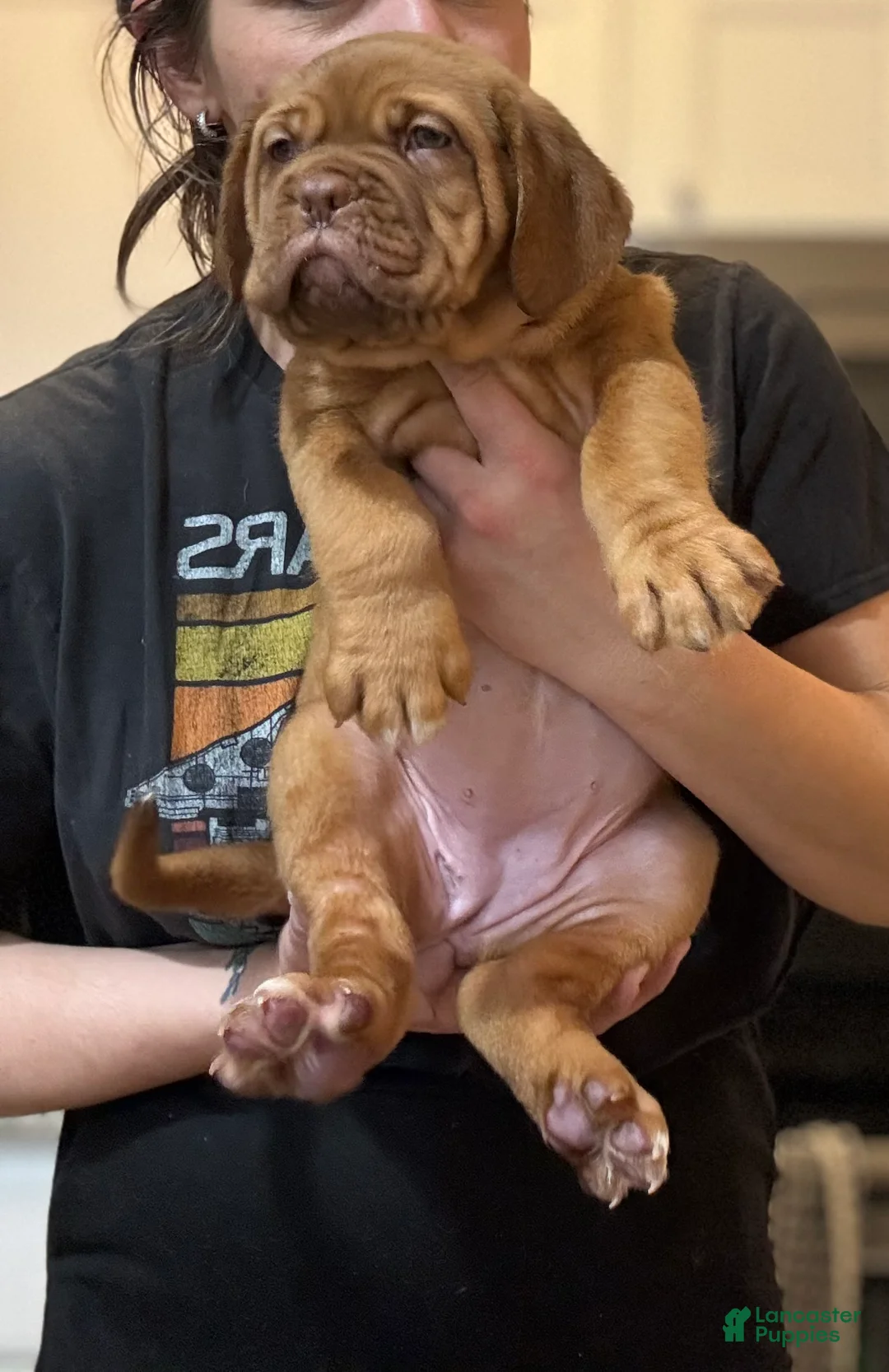 Dogue De Bordeaux dogs for sale: Dogue De Bordeaux Puppy 5 - Ad 11