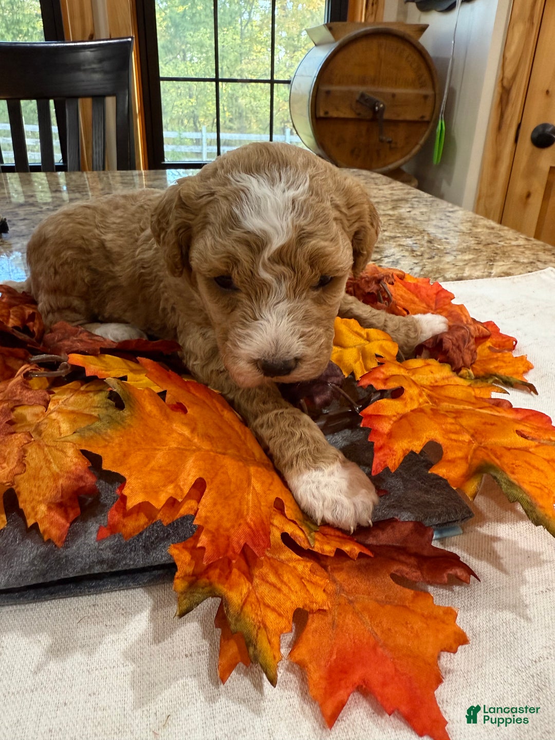 Mini Goldendoodle dogs for sale: Mini Goldendoodle Puppy 1 - Ad 3