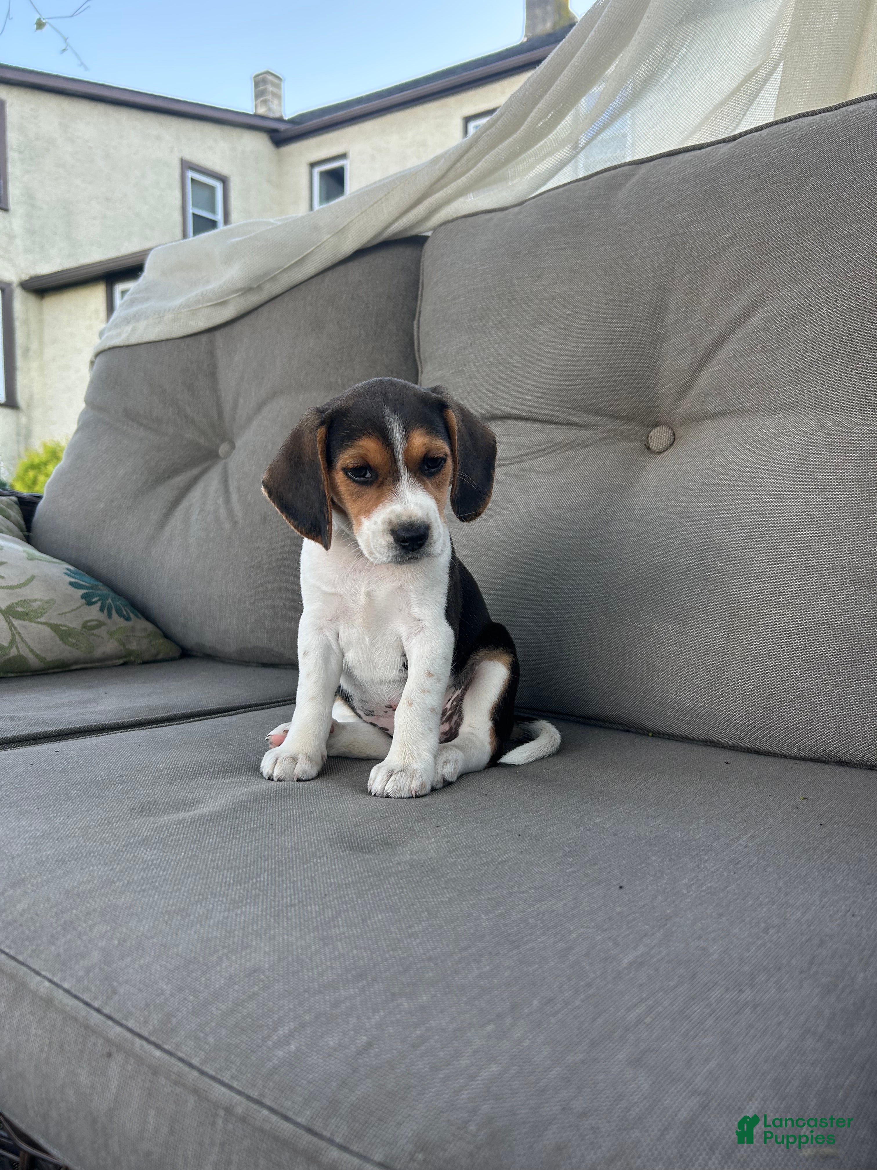 Beagle dogs Trinity  - Ad 1