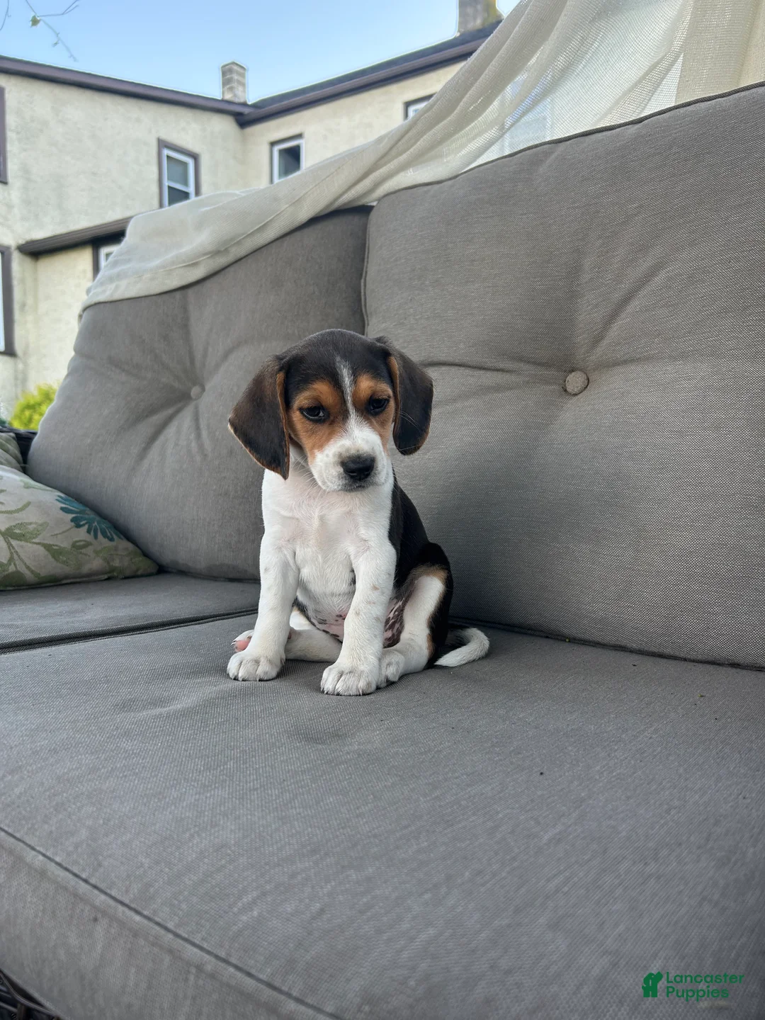 Beagle dogs for sale: Trinity  - Ad 1