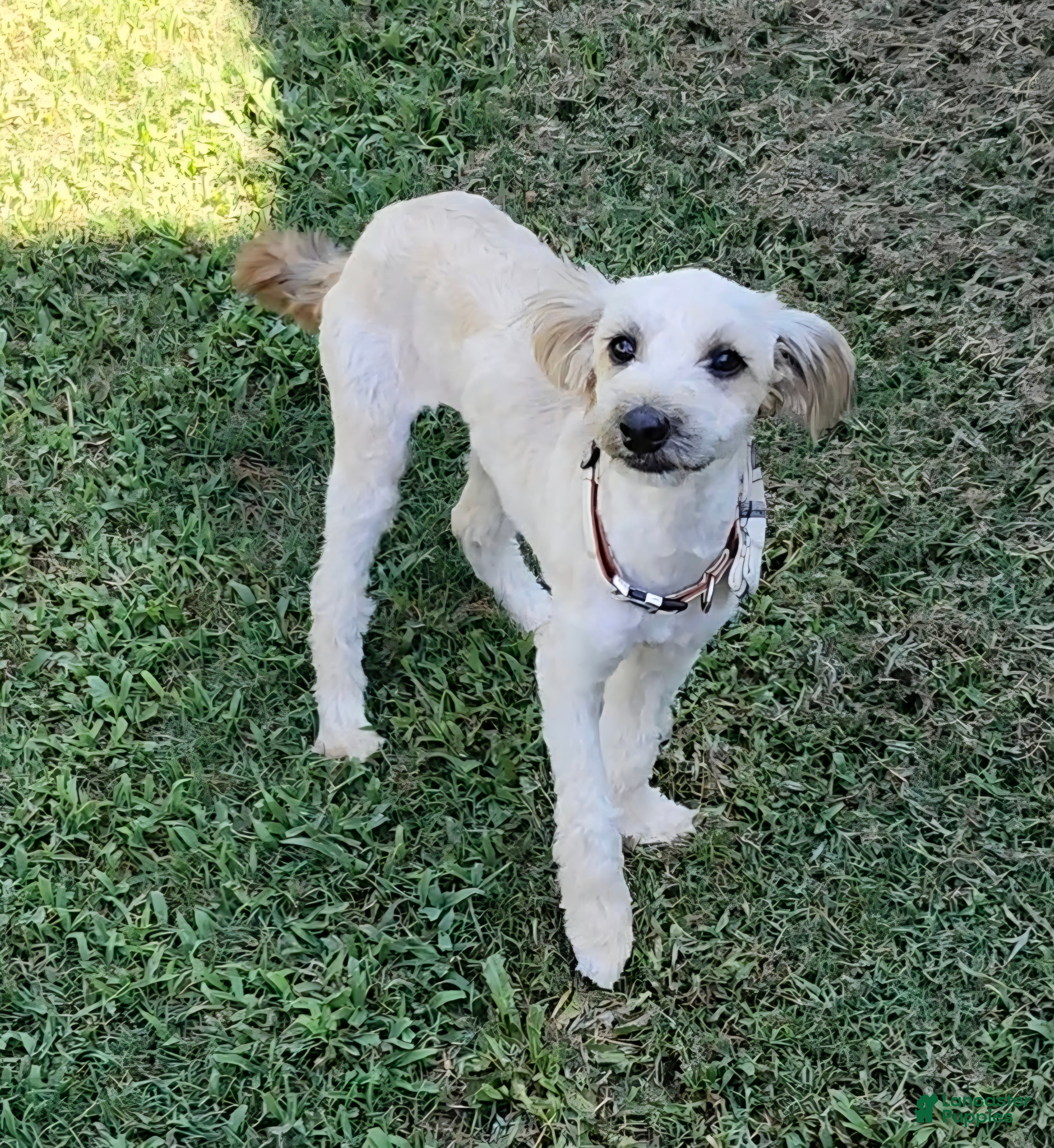 Mixed Breed dogs Sweet Sansa  - Ad 25