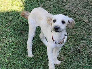 Mixed Breed dogs Sweet Sansa - Ad 3