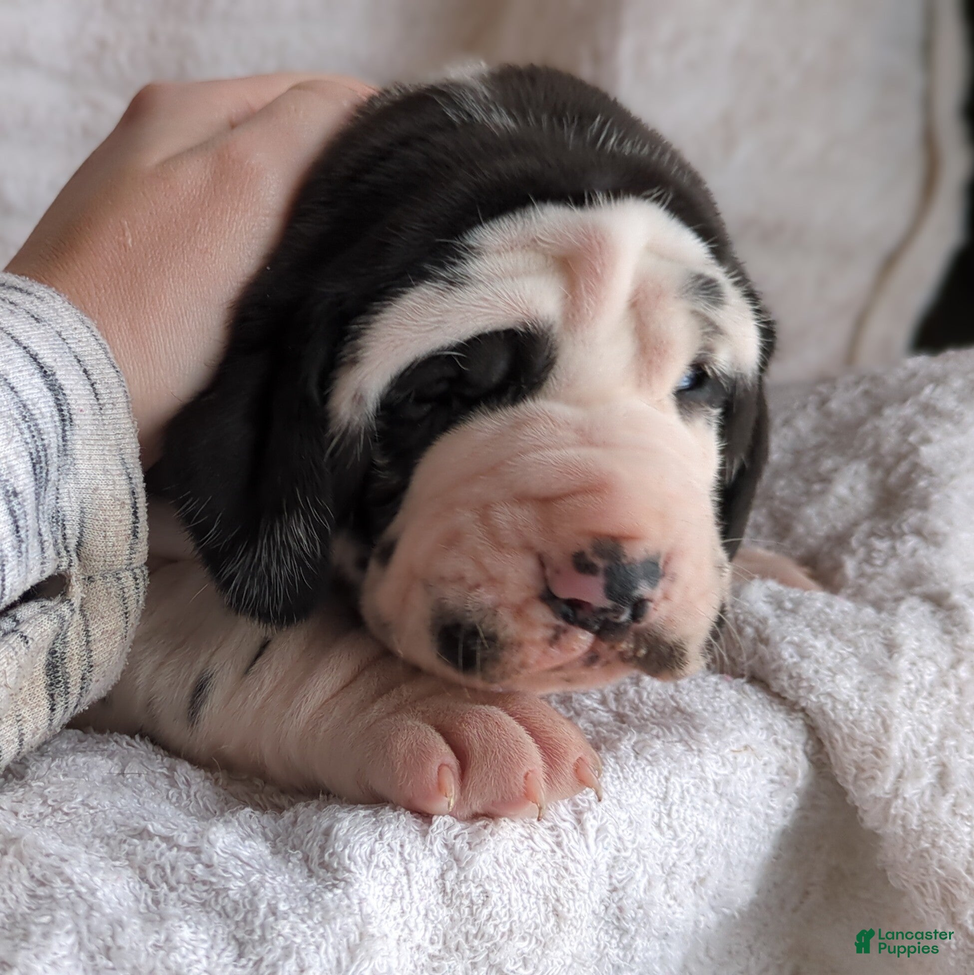 Great Dane dogs Willow - Ad 2