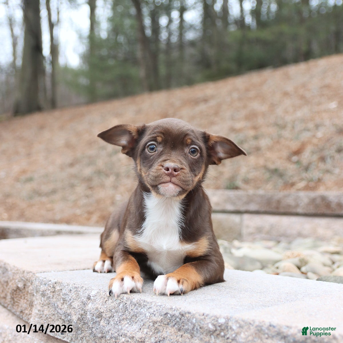 Mixed Breed dogs Max - Ad 28