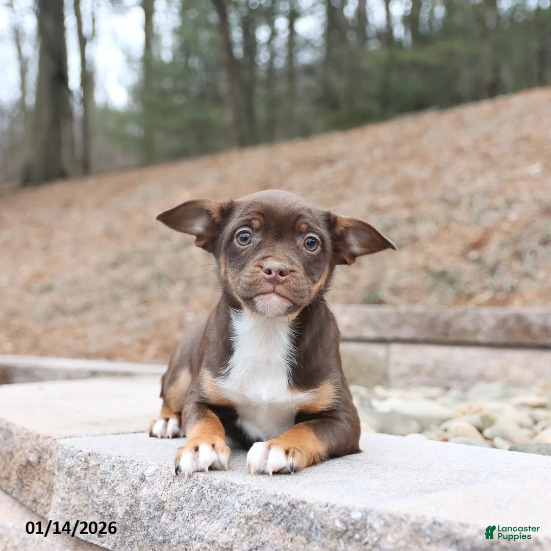 Mixed Breed dogs for sale: Max - Ad 1