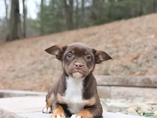 Mixed Breed dogs Max - Ad 33