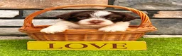Havanese dogs for sale: Cooper - Ad 7