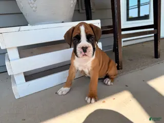 Boxer dogs Daisy - Ad 38